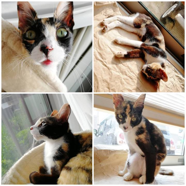 C956a57e d44c 4126 b666 550576ef64d7 1596443153613