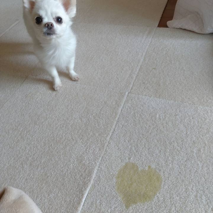 C956f247 27e4 4149 8745 bae06222837c 1588576429046