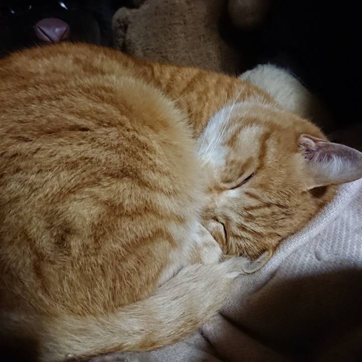 C95c0cc7 08e9 4c69 a912 18032b2ab19b 1607773198988