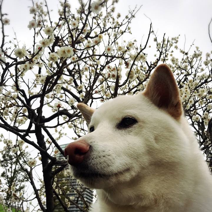 C95fe295 cd27 4a1a acd6 03f00fcc6393 1519529749774