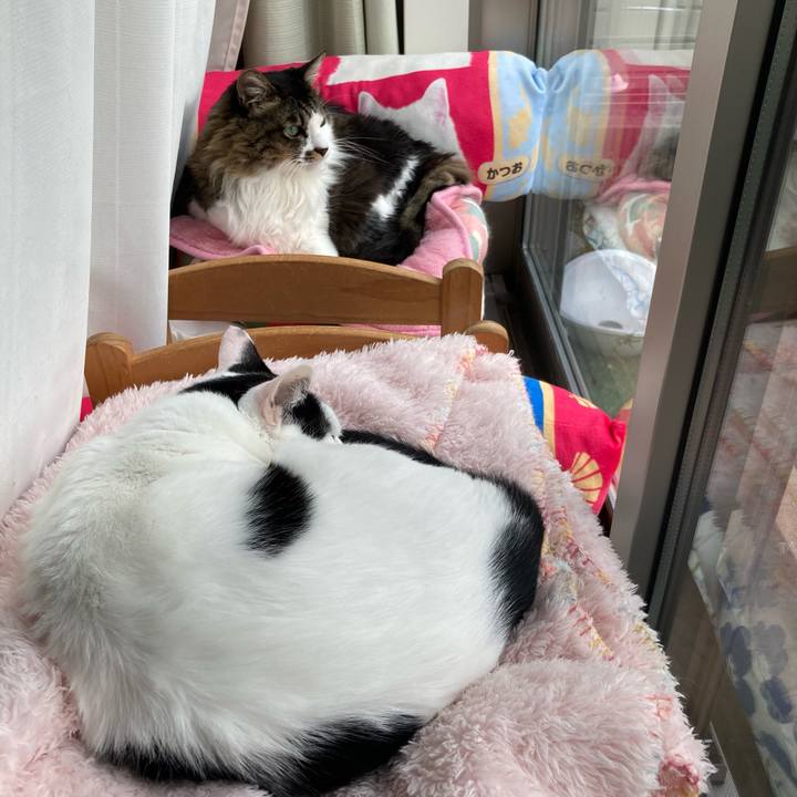 C961bef5 ce73 4b90 9417 6e2757d85ad9 1762836282946