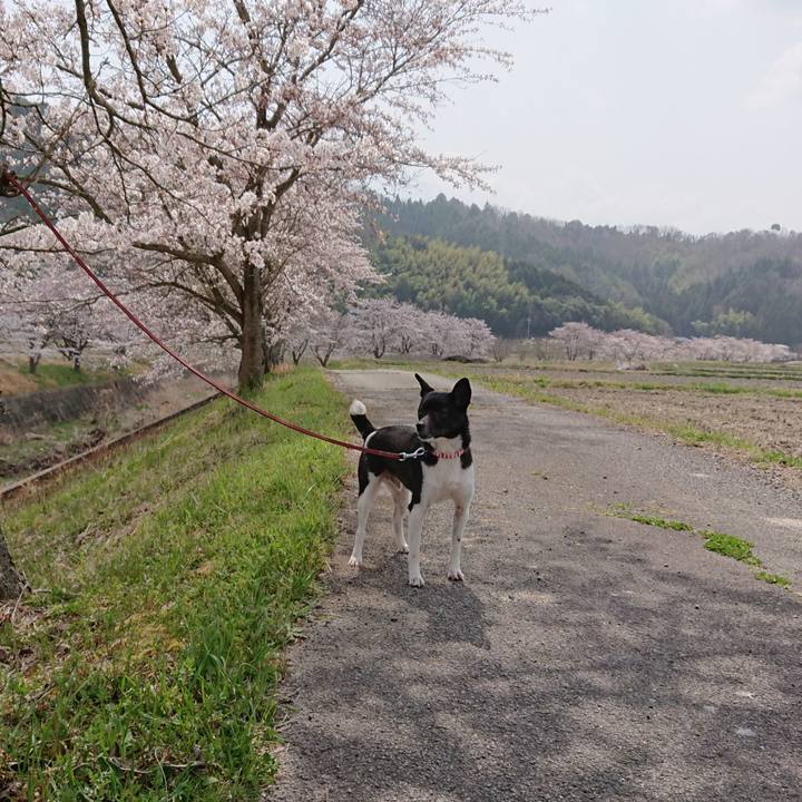 C961cbe6 84f6 4b34 9eb6 406c95ffb1e7 1522637876695