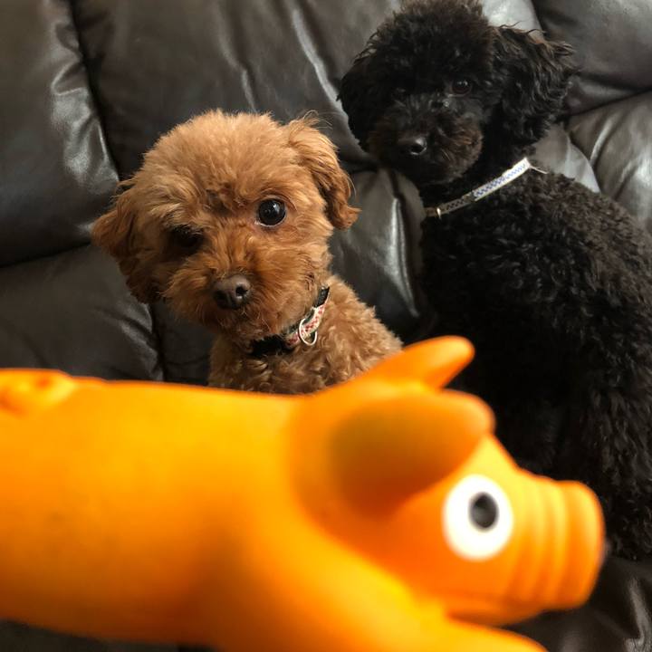 C962f0ff 79a4 4096 afc3 77053f7b9312 1549083019263