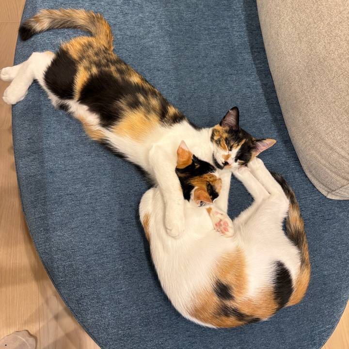 C968ab76 1a4c 4e64 9cd7 d7eb50c69909 1760880886742