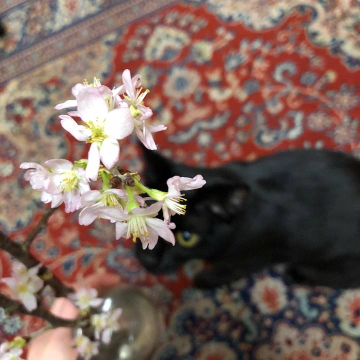 C969f08e bdb1 4caf 82d6 96d3f888a727 1520946555203