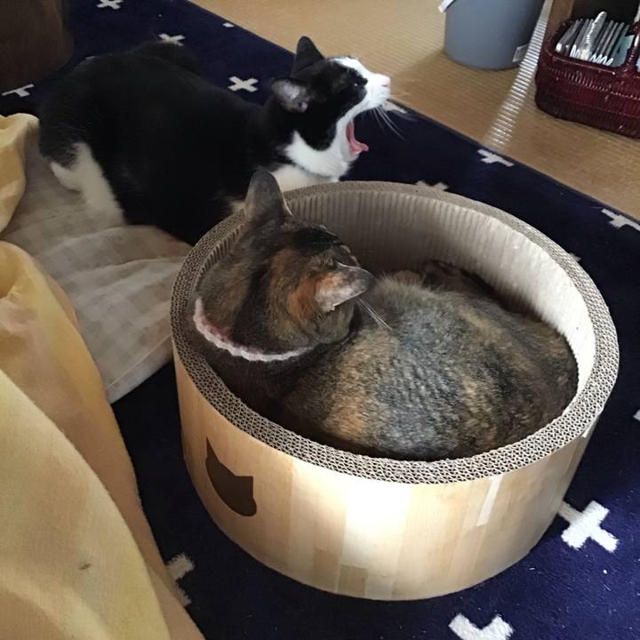 C96e9a40 cbcb 4005 860b de1ff1839eba 1717128793014