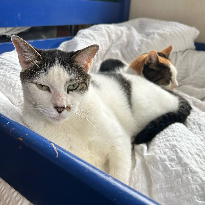 C96f54bc c194 449a bcc0 fc02b6443dcb 1727001825486