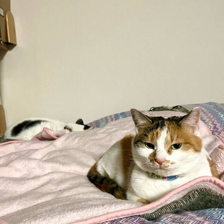 C96f9b03 be7d 4658 a2ba 25e3d9ee3f01 1703426923943