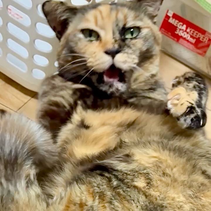 C96fe64c 576e 4c30 bb83 6cf0000f7c9a 1767645917713