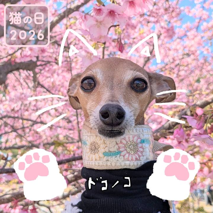 C970ab39 4703 4c48 85b4 0d7b7da600f5 1771753958798