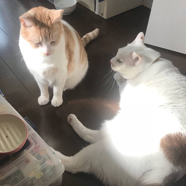 C9720c38 d70e 4dc8 bce7 93547166dddd 1550843584794