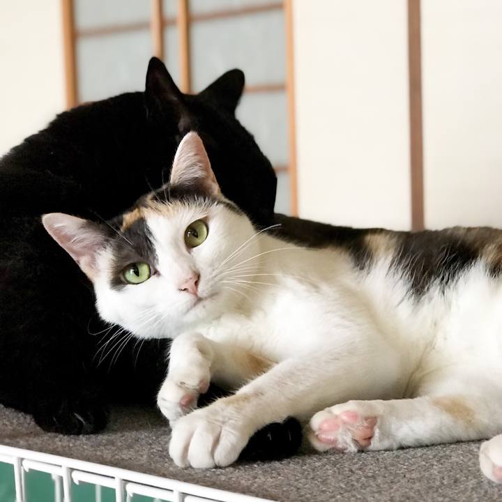 C977e80e d6d3 480e a807 3052ab1304c2 1533950026019