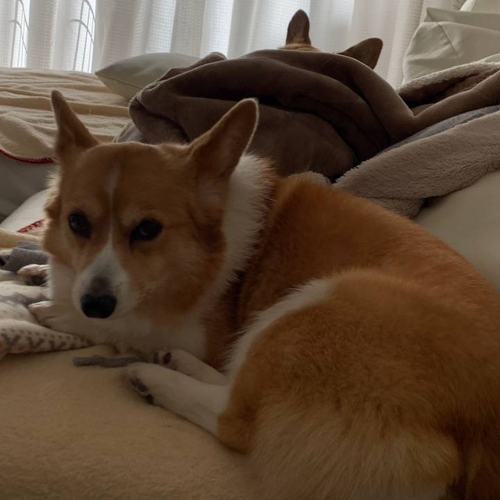 C97966e3 0181 4372 a626 658da2bc0ff8 1585197880448