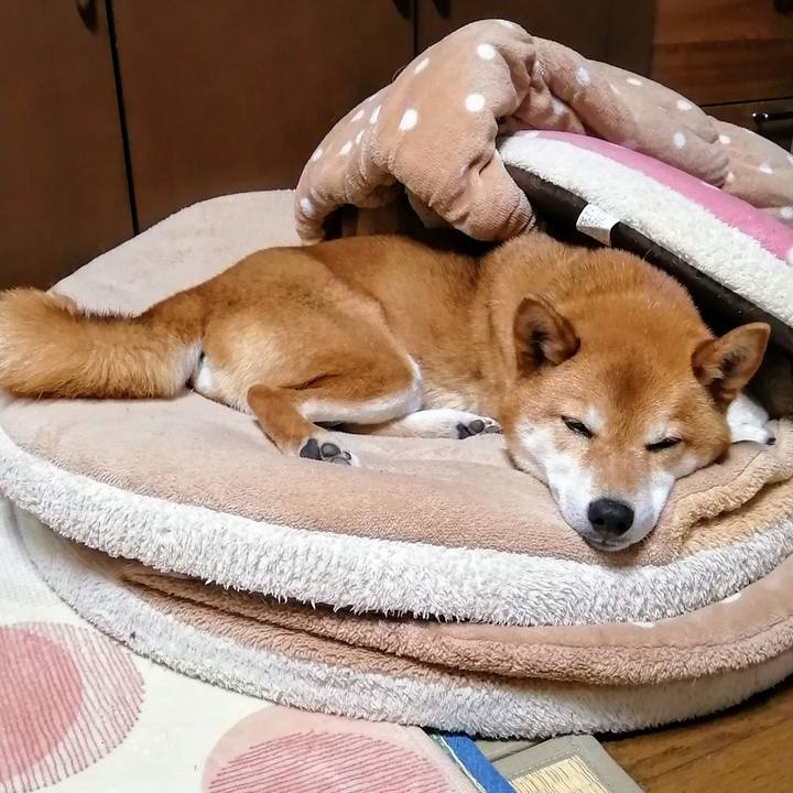 C97aada3 1869 4c2a 999d a89fb5f7e8d3 1619785134711