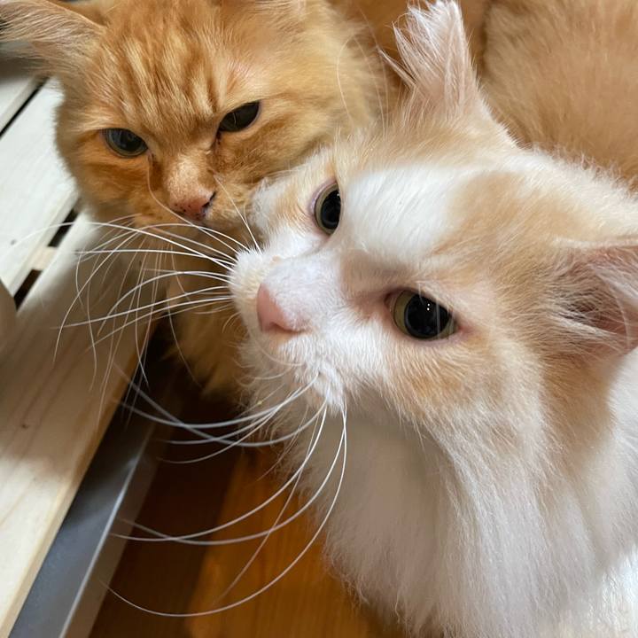 C97bf8a0 f64a 4501 936d 7b6df9ac3193 1635458379044