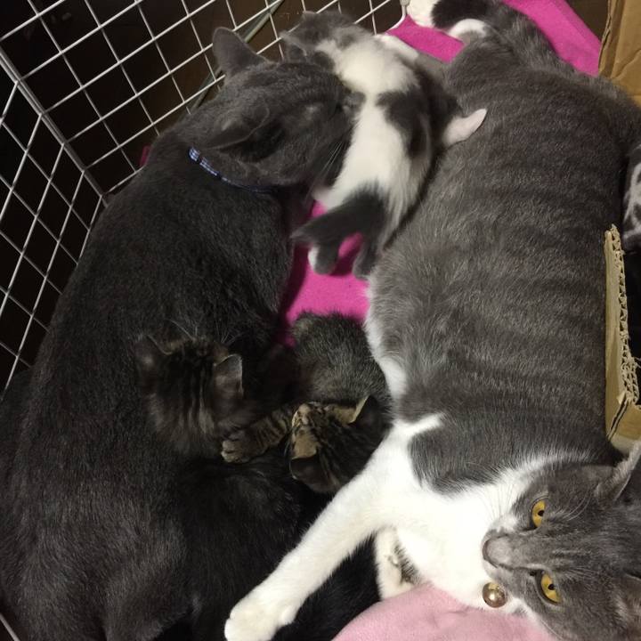 C97c4b8a 2cf5 43e0 87bc dfdae14c02eb 1519259810265