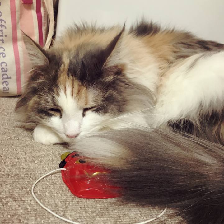 C97d7016 1187 4798 85bf bf4ce11fc8b0 1517685722539