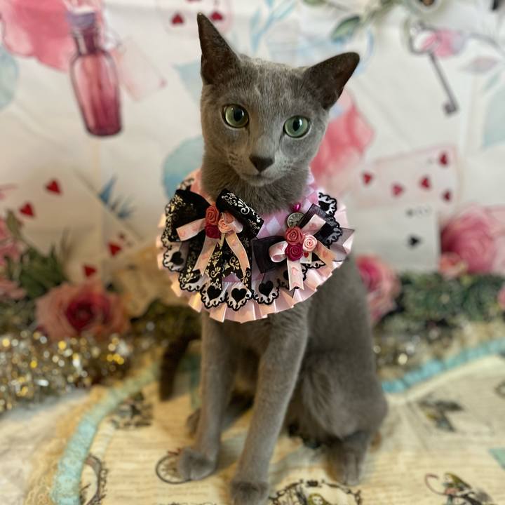 C9802fa0 75d8 4698 8029 f556801afa5b 1690155823872