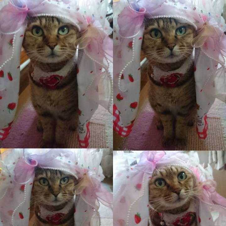 C9809a78 b863 4a7e a34d 0e3f16b1937c 1765929102847