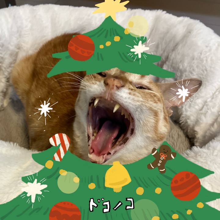 C98163dd c961 48b9 b3b6 8e040e4762ef 1761476266022