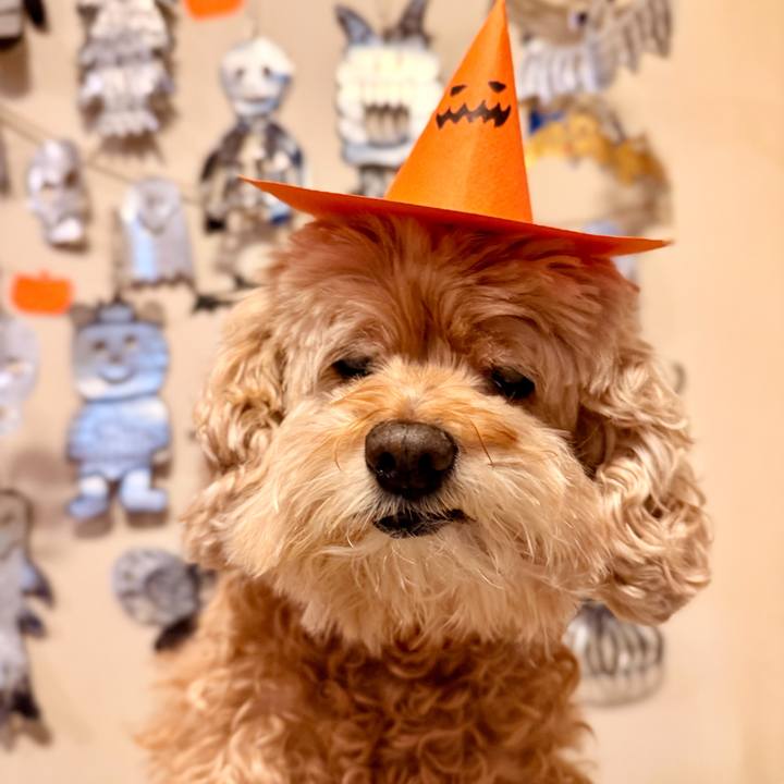 C984f4b0 99a2 422d 9606 22ca5b026dde 1761897565640