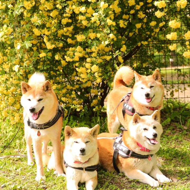 C9898975 2389 4c89 b0b9 8393d17c7d8f 1682088701682