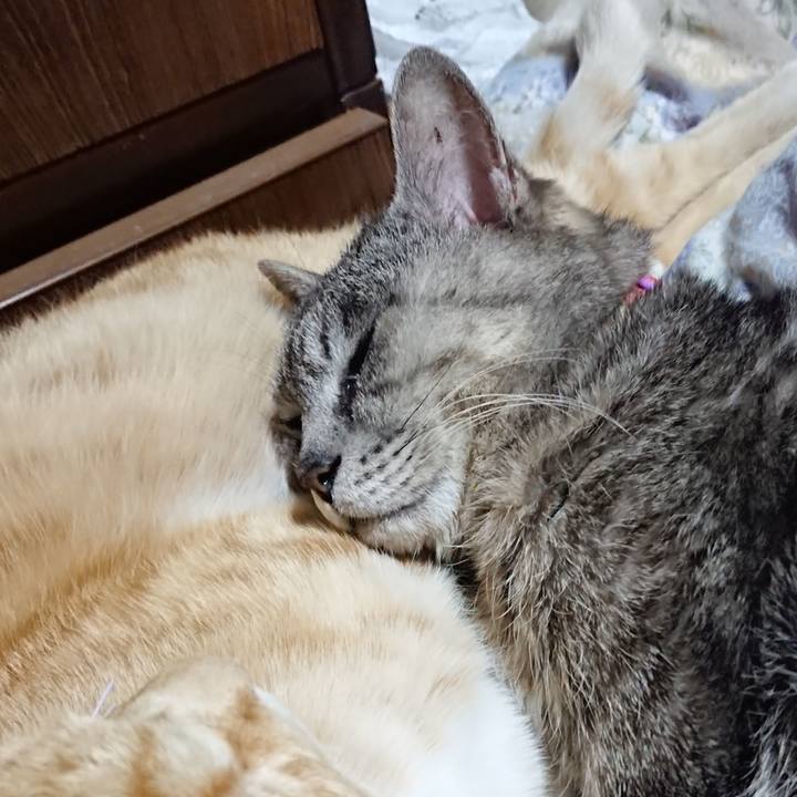 C989dae3 3812 4967 b27b dfac70fe3b46 1589547035555