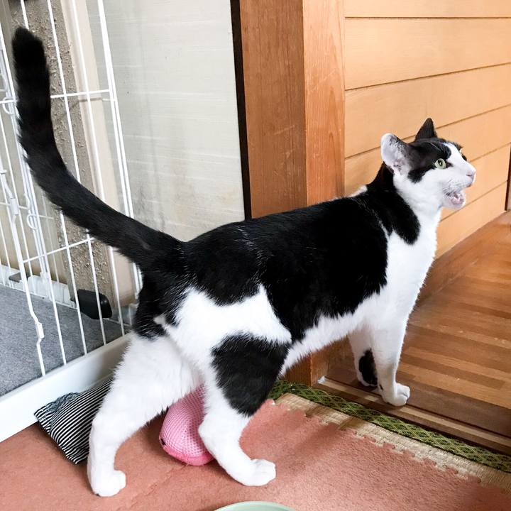 C98c448a bf08 4535 9f41 2f1ca26c3de7 1529547297207