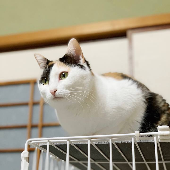 C98c6cc5 ada3 4721 88f3 bec871aa83b9 1553222723666