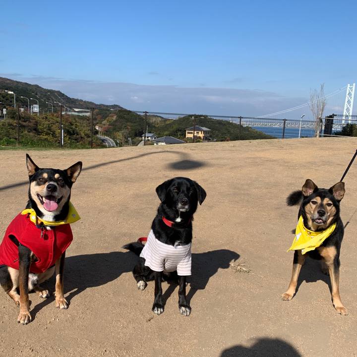 C98c80a8 6b3c 4bcf ad05 bbbe37151f52 1575796317493