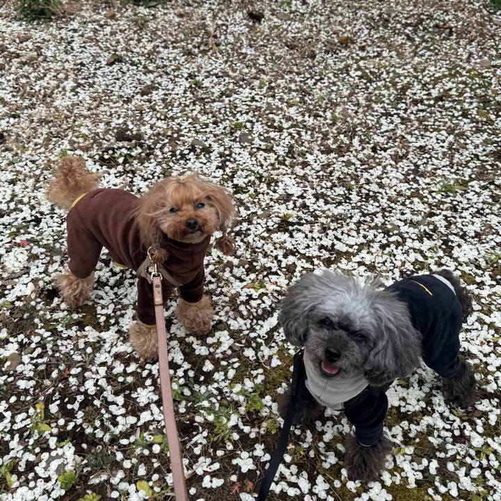 C990cc36 6e67 4635 b52b c6f6fc0d830e 1741216829590