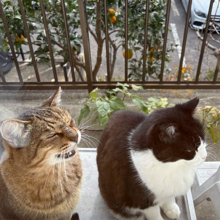 C9912e9c 6a81 45b3 9da9 db50ea5099a7 1765602052569