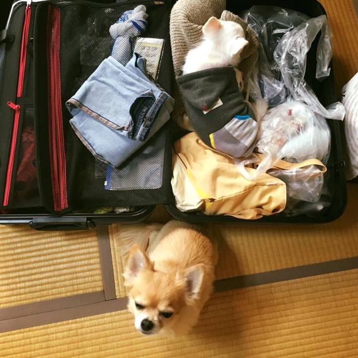 C99485d6 4ee7 4314 acca 65f100e0b4a3 1544324983855