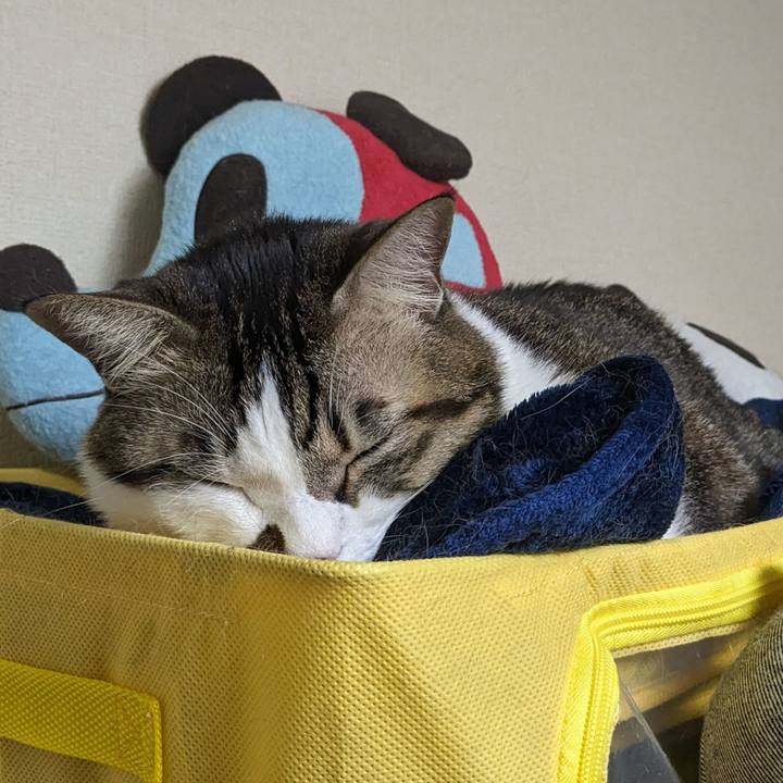 C995e65c cc81 4c98 8f8a 694fdc799fc3 1704002451147