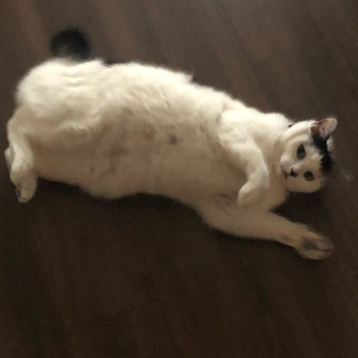 C99c7db8 03b9 484f 8069 ea1e850c3480 1552692783671