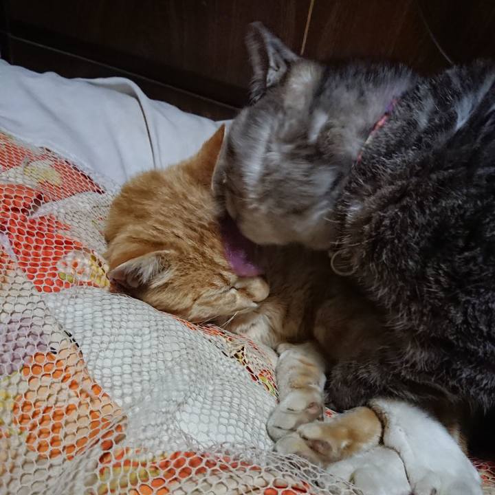 C99d0600 72d2 4073 86ec 94dc9ef2ed59 1587040727293