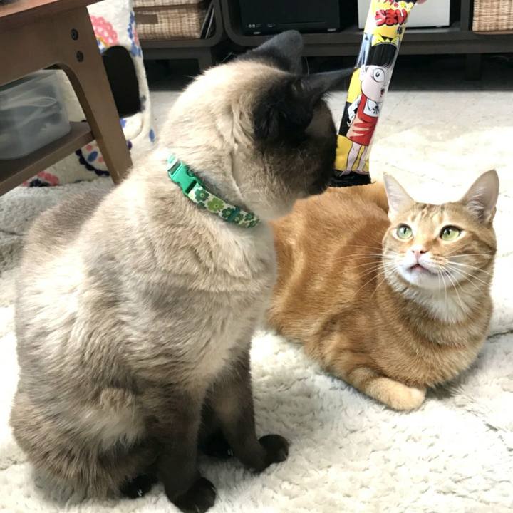 C99e22dd 0b13 4509 95cc abdaae2f9bf3 1526780047369