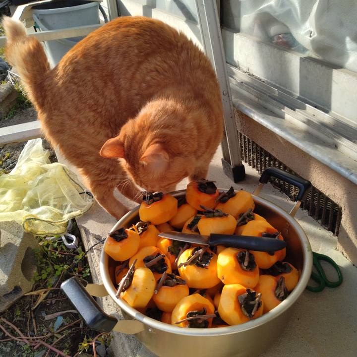 C9a077d1 7a11 471c b436 eff786573ff0 1698048712721