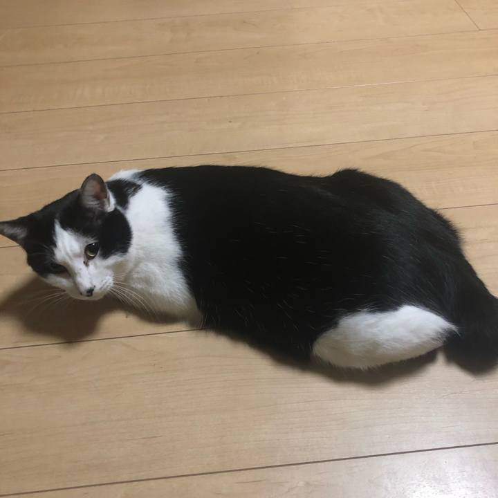 C9a25ca4 85ca 4a93 8059 61b56f3a05ee 1573569372731