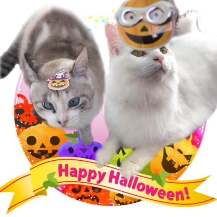 C9a3ab06 291b 4263 b63e 7c1d8b833f5d 1540955860327