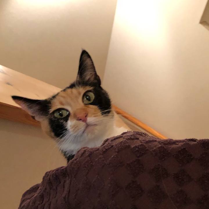 C9a69132 814e 465b a223 1a3b64e8f4ef 1545256142096