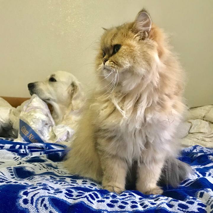 C9a7dd60 d8e3 4056 8cfb 4759f201de1b 1533400873398