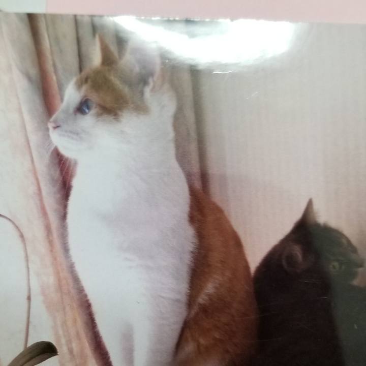 C9a83aa5 ea9b 4db4 a07d 94b020ad40ca 1540560705705