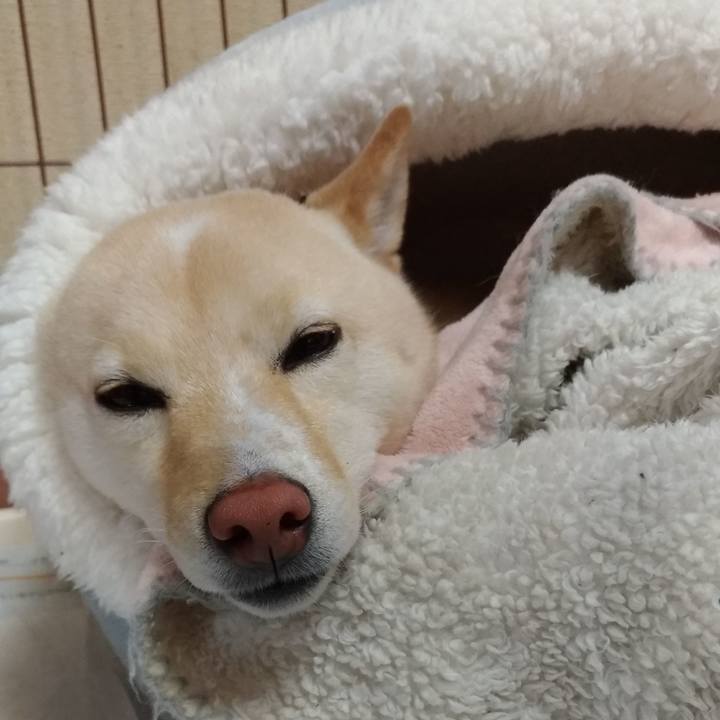 C9a85e1c 2950 455d 8b31 8a6956a7e22b 1580387830122