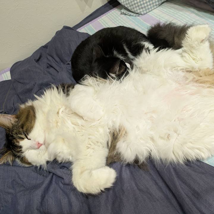 C9a887f0 d1a8 4791 815f 47a8603768ad 1762516658331