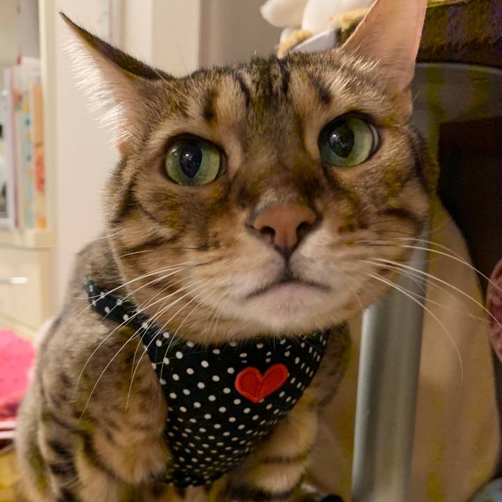 C9aab7ad ff1d 4b56 b369 0079f0a1b5de 1572401110534