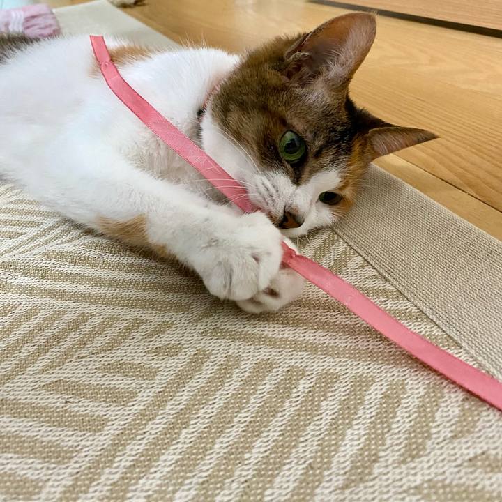 C9aaba20 98e1 48e0 9d12 648f576b4197 1658583292538