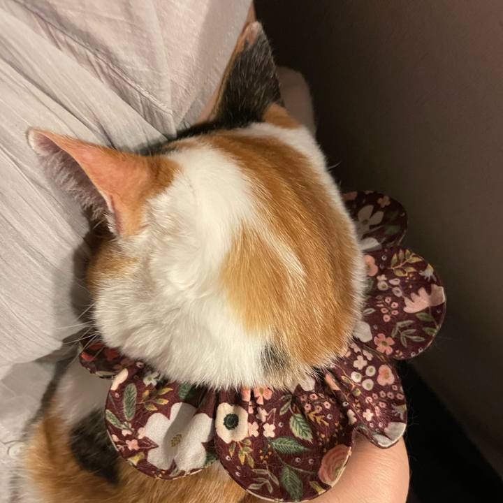 C9abad4f 6ff2 4d3a b2e8 52c9165d15a8 1756306210612