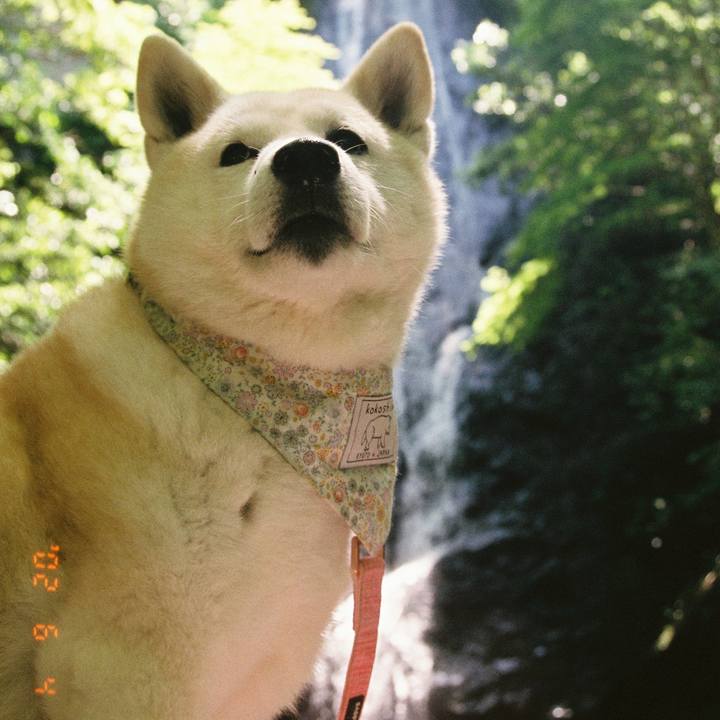 C9ace84a 2f20 45ef a60d 99de198f79a0 1663563748293