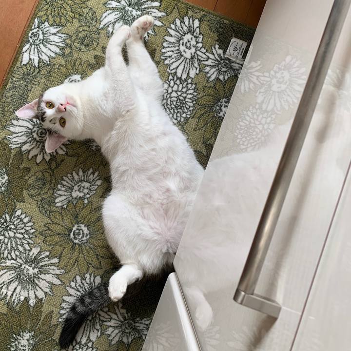 C9b087d8 58f9 47ea 8504 14334444eaee 1637547497238